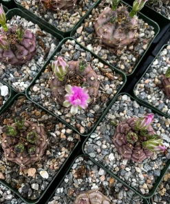 Gymnocalycium Rotundulum Cactus - Pink Cactus Live Plant in 3.5