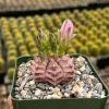Gymnocalycium Rotundulum Cactus - Pink Cactus Live Plant in 3.5" Pot - Image 1