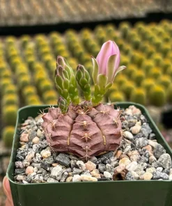 Gymnocalycium Rotundulum Cactus - Pink Cactus Live Plant in 3.5" Pot - Image 1