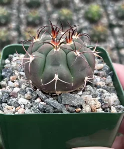 Gymnocalycium Saglionis Cactus Live Plant – Giant Chin Cactus in 3" Pot - Image 2