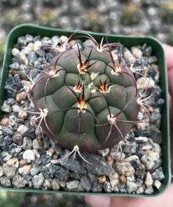 Gymnocalycium Saglionis Cactus Live Plant – Giant Chin Cactus in 3