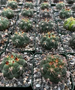 Gymnocalycium Saglionis Cactus Live Plant – Giant Chin Cactus in 3