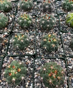 Gymnocalycium Saglionis Cactus Live Plant – Giant Chin Cactus in 3
