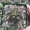 Gymnocalycium Saglionis Cactus Live Plant – Giant Chin Cactus in 3" Pot - Image 1
