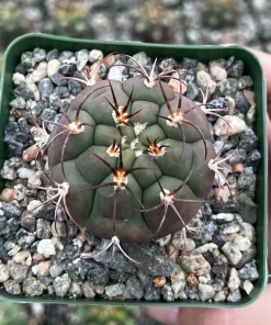 Gymnocalycium Saglionis Cactus Live Plant – Giant Chin Cactus in 3" Pot - Image 1