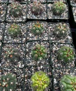 Gymnocalycium Saglionis Cactus Live Plant – Giant Chin Cactus in 3