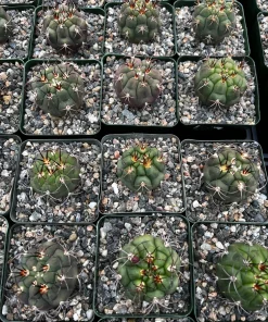 Gymnocalycium Saglionis Cactus Live Plant – Giant Chin Cactus in 3