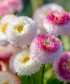 Habanera Mixed Bellis Daisy Seeds - 10 Count, Double Pompon Blooms, Mixed Colors, Outdoor - Image 5