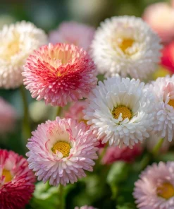 Habanera Mixed Bellis Daisy Seeds - 10 Count, Double Pompon Blooms, Mixed Colors, Outdoor - Image 6