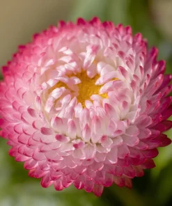 Habanera Mixed Bellis Daisy Seeds - 10 Count, Double Pompon Blooms, Mixed Colors, Outdoor - Image 7