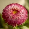Habanera Mixed Bellis Daisy Seeds - 10 Count, Double Pompon Blooms, Mixed Colors, Outdoor - Image 1