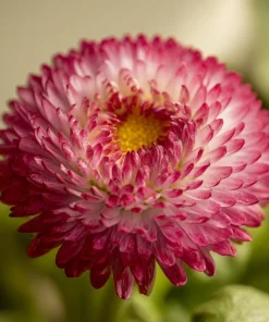 Habanera Mixed Bellis Daisy Seeds - 10 Count, Double Pompon Blooms, Mixed Colors, Outdoor - Image 1