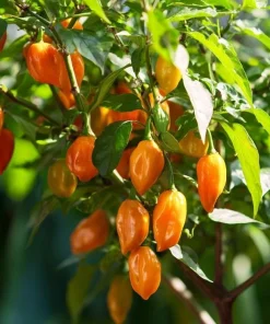 Habanero Orange Hot Pepper Seeds - Capsicum chinense - 25 Seeds for Planting - Image 2