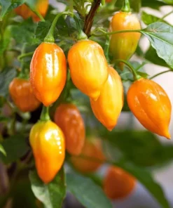 Habanero Orange Hot Pepper Seeds - Capsicum chinense - 25 Seeds for Planting - Image 4