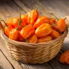 Habanero Orange Hot Pepper Seeds - Capsicum chinense - 25 Seeds for Planting - Image 1