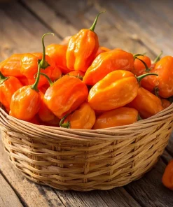 Habanero Orange Hot Pepper Seeds - Capsicum chinense - 25 Seeds for Planting - Image 1