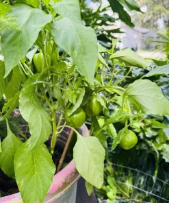 Habanero Pepper Live Plant - Spicy Chili for Culinary Use - Image 2