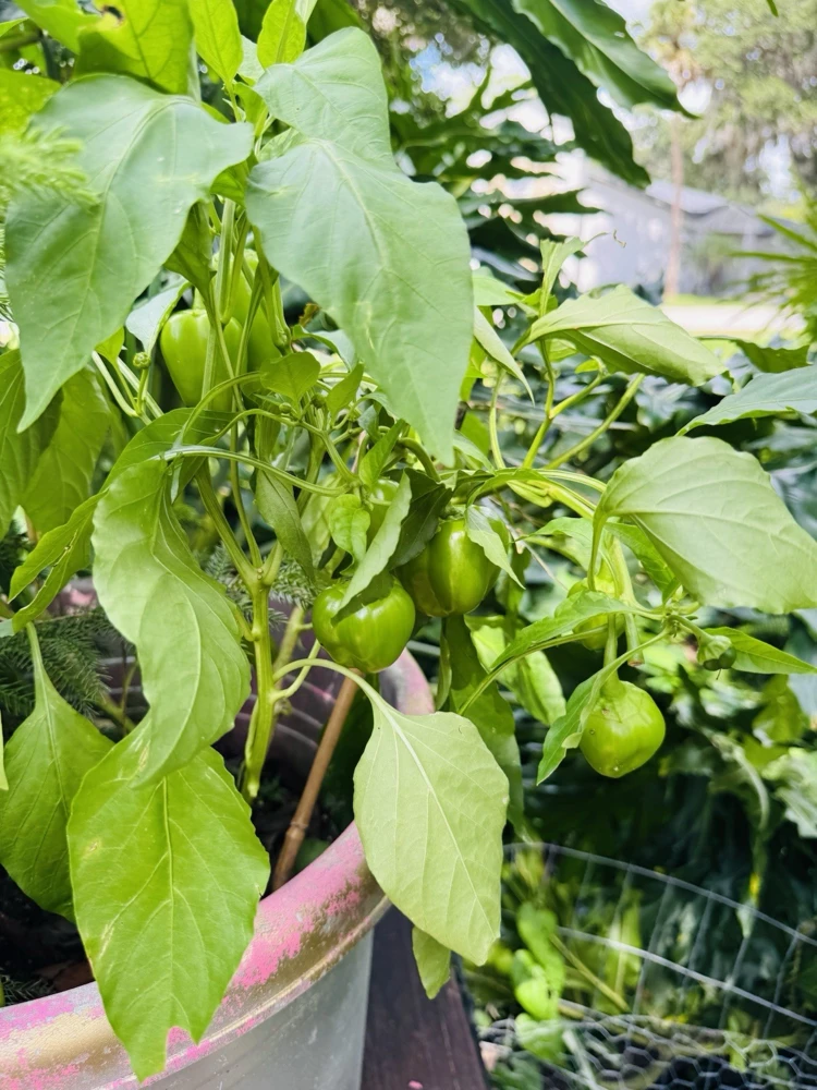 Habanero Pepper Live Plant - Spicy Chili for Culinary Use - Image 2