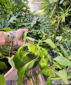 Habanero Pepper Live Plant - Spicy Chili for Culinary Use - Image 3
