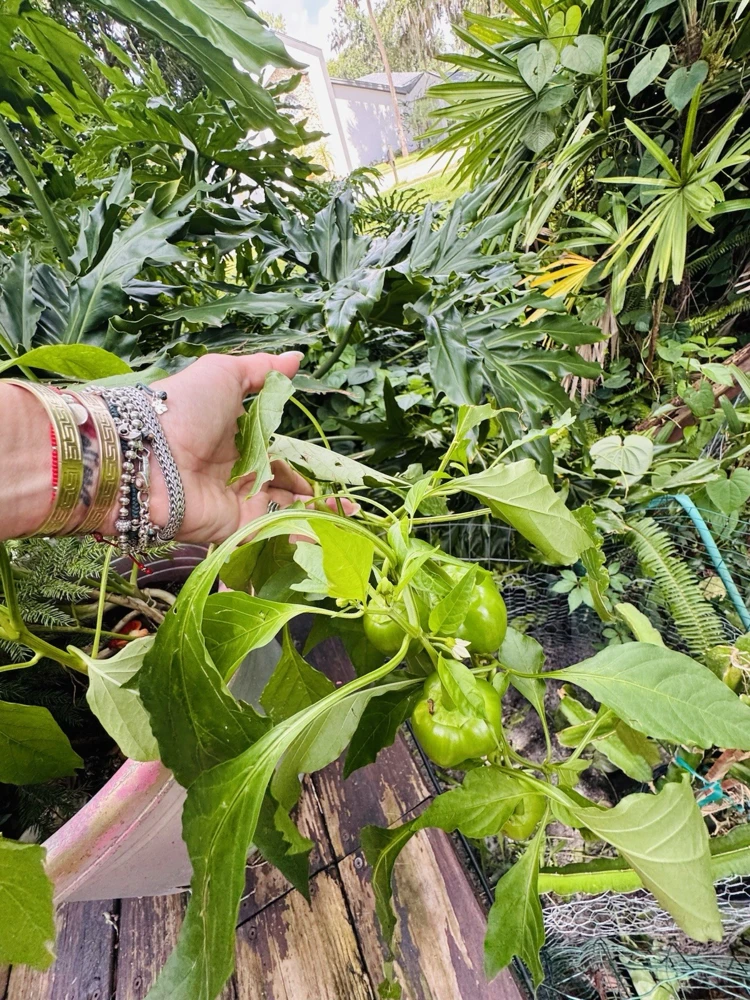 Habanero Pepper Live Plant - Spicy Chili for Culinary Use - Image 3