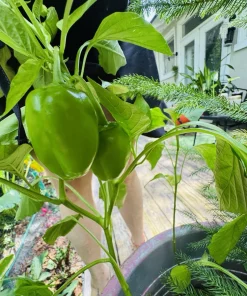 Habanero Pepper Live Plant - Spicy Chili for Culinary Use - Image 4
