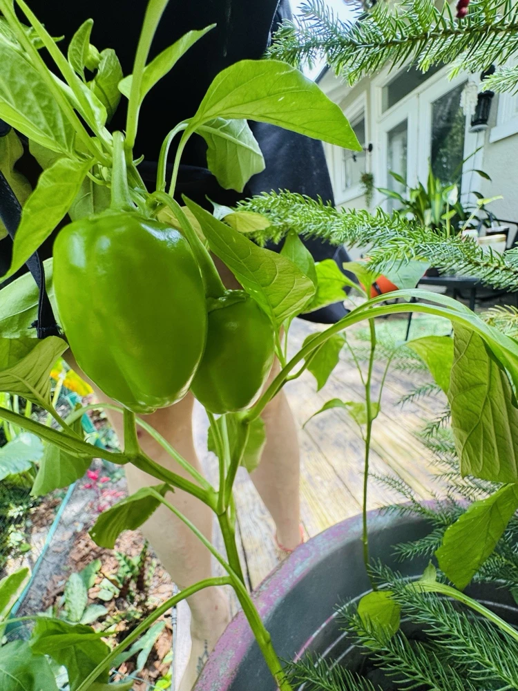 Habanero Pepper Live Plant - Spicy Chili for Culinary Use - Image 4