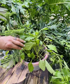 Habanero Pepper Live Plant - Spicy Chili for Culinary Use - Image 5