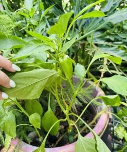 Habanero Pepper Live Plant - Spicy Chili for Culinary Use - Image 6