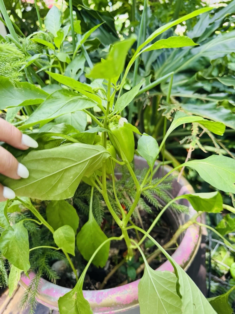 Habanero Pepper Live Plant - Spicy Chili for Culinary Use - Image 6