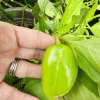 Habanero Pepper Live Plant - Spicy Chili for Culinary Use - Image 1