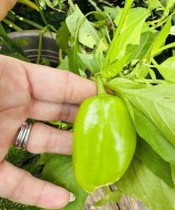Habanero Pepper Live Plant - Spicy Chili for Culinary Use - Image 1