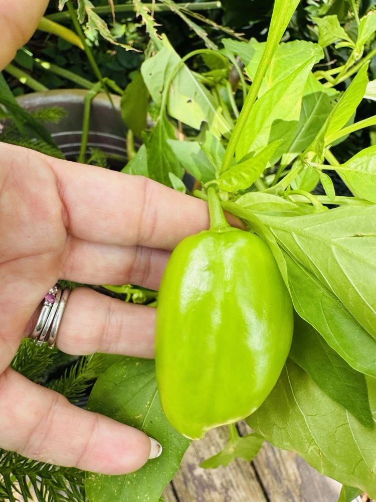 Habanero Pepper Live Plant - Spicy Chili for Culinary Use - Image 1
