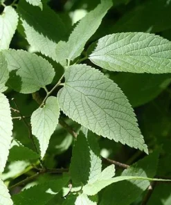 Hackberry Live Tree (Celtis occidentalis) Native Shade Tree, 12-24" Tall, 4" Pot, Outdoor - Image 2