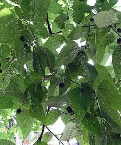 Hackberry Live Tree (Celtis occidentalis) Native Shade Tree, 12-24