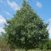 Hackberry Live Tree (Celtis occidentalis) Native Shade Tree, 12-24" Tall, 4" Pot, Outdoor - Image 1