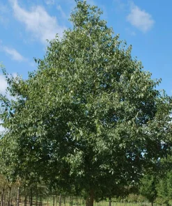 Hackberry Live Tree (Celtis occidentalis) Native Shade Tree, 12-24" Tall, 4" Pot, Outdoor - Image 1