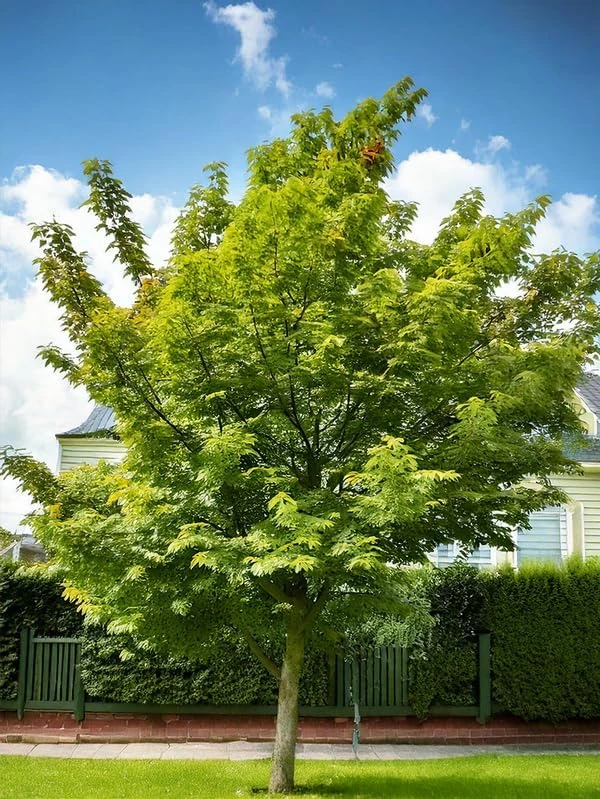 Hackberry Tree Live Plant - 6-12" Tall, Fast Growing Native Shade Tree - Image 3