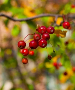 Hackberry Tree Live Plant - 6-12