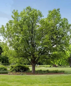 Hackberry Tree Live Plant - 6-12
