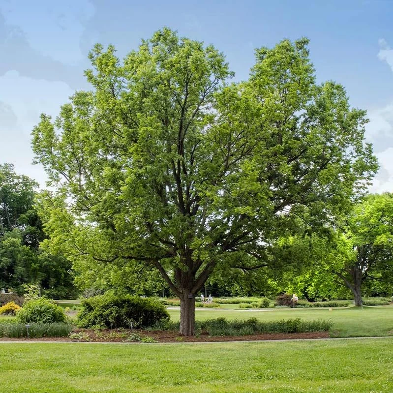 Hackberry Tree Live Plant - 6-12" Tall, Fast Growing Native Shade Tree - Image 5