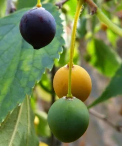 Hackberry Trees 6-12