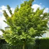Hackberry Trees 6-12" Tall Live Plants - Fast-Growing Native Shade Trees for Outdoor - Image 1