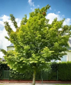 Hackberry Trees 6-12" Tall Live Plants - Fast-Growing Native Shade Trees for Outdoor - Image 1