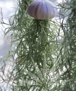 Hanging Air Plant Jellyfish – Tillandsia Home Décor Hanging Planter – Live Plant - Image 2
