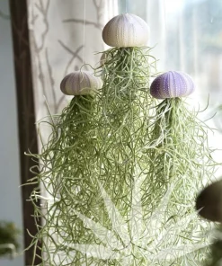 Hanging Air Plant Jellyfish – Tillandsia Home Décor Hanging Planter – Live Plant - Image 1