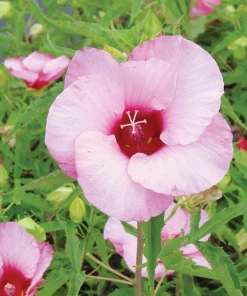 Hardy Hibiscus Lady Baltimore Live Plant – Pack of 3 – 4-6 Inches Tall – Giant Pink Blooms - Image 2