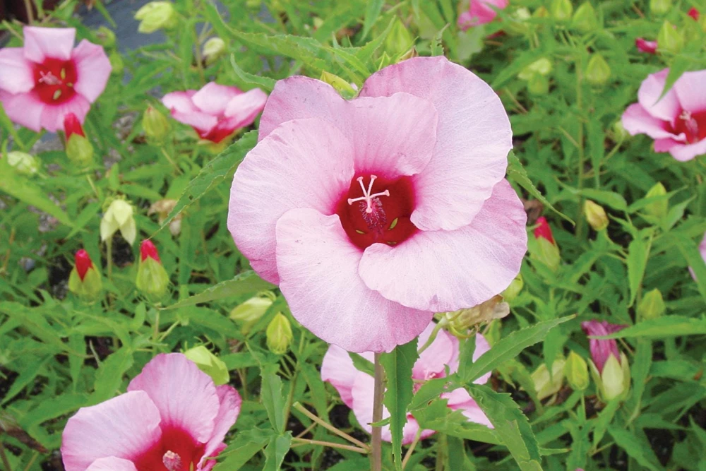 Hardy Hibiscus Lady Baltimore Live Plant – Pack of 3 – 4-6 Inches Tall – Giant Pink Blooms - Image 2