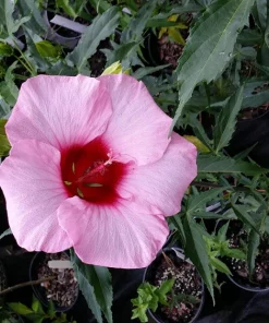 Hardy Hibiscus Lady Baltimore Live Plant – Pack of 3 – 4-6 Inches Tall – Giant Pink Blooms - Image 3