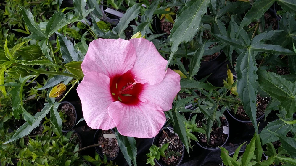 Hardy Hibiscus Lady Baltimore Live Plant – Pack of 3 – 4-6 Inches Tall – Giant Pink Blooms - Image 3