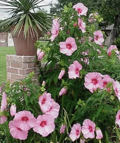 Hardy Hibiscus Lady Baltimore Live Plant – Pack of 3 – 4-6 Inches Tall – Giant Pink Blooms - Image 4